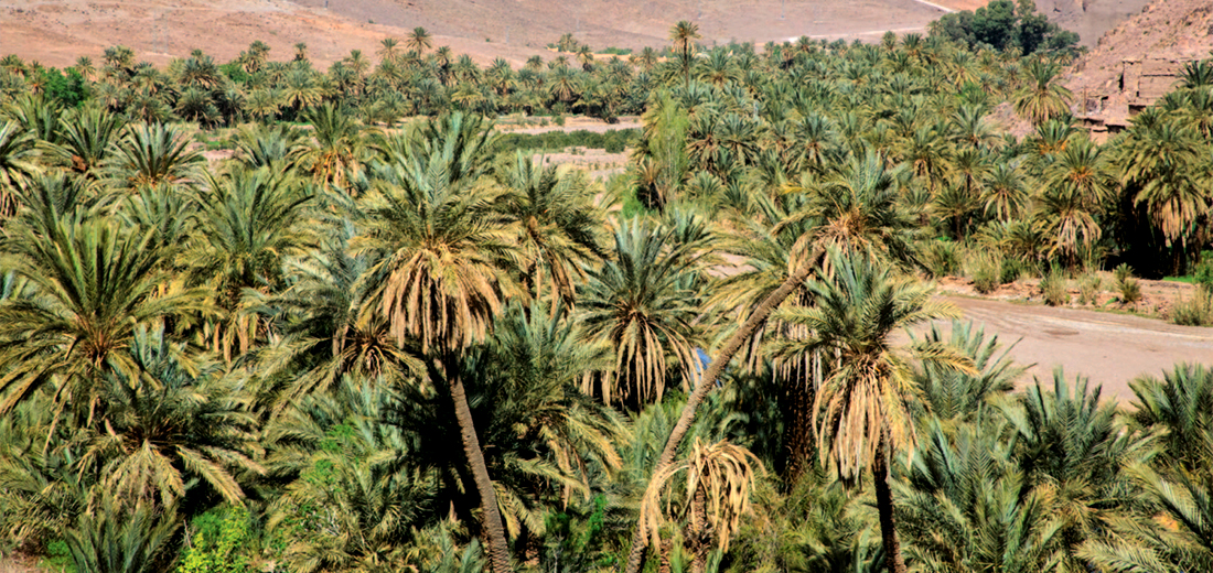 Oasis of Fint