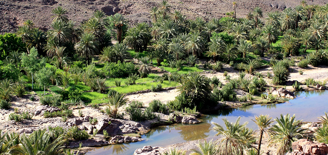 Oasis of Fint